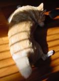 tijger