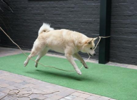 hondenspelletjes