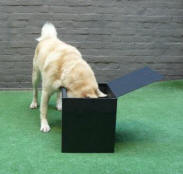 hond trucje leren