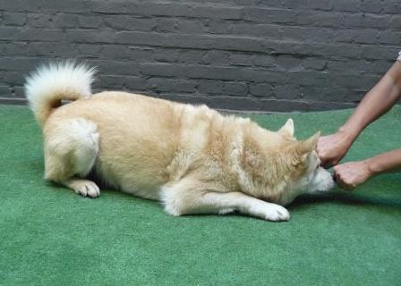 spelletjes voor je hond