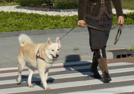 verkeersveilige hond