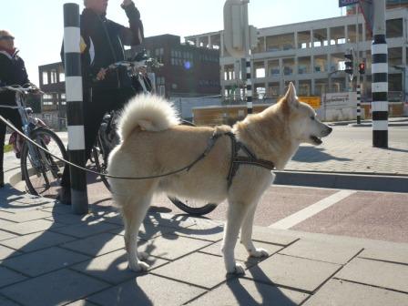 verkeersveilige hond