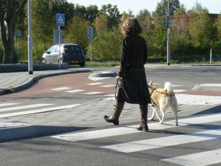 blindegeleidehond