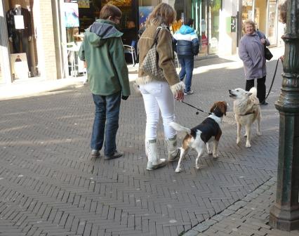 hond in het centrum