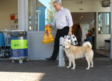 albert heijn winkel