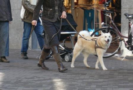 hond kermis