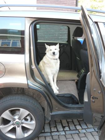 hond in auto