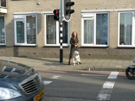 hond en auto