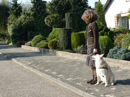 hond en verkeer