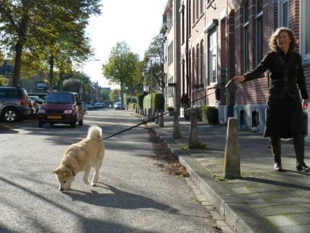 hondenspelletjes