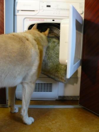 hond doet de was
