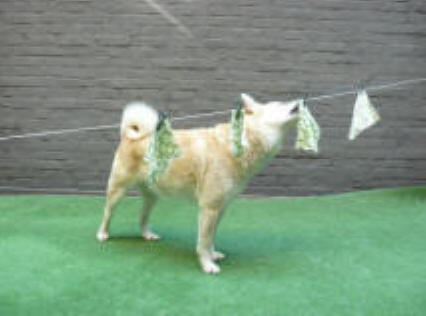 hondenspelletje