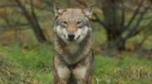 wolven in nederland