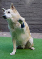 zwaaiende hond