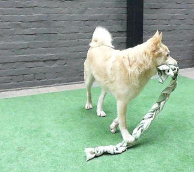 hond bezighouden