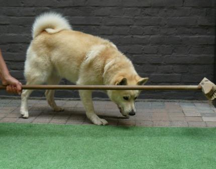hond leren springen