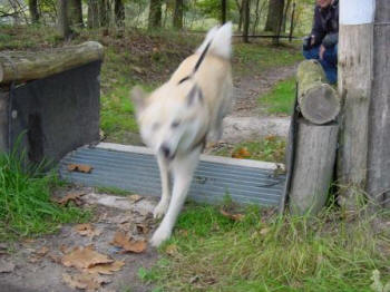 springen hond