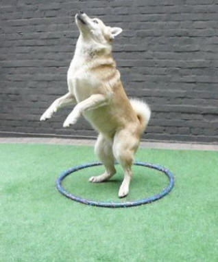 circusspelletjes