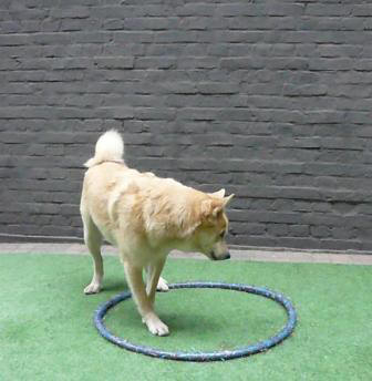 circushond