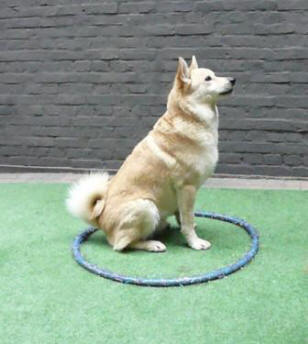 hoepelen met je hond