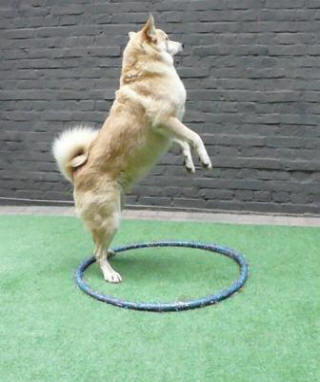 circuskunstje hond