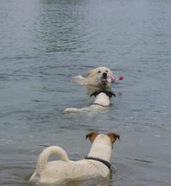 waterapport