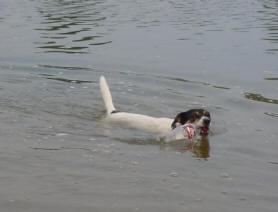 zwemmen hond