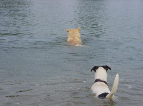 hond zwemmen