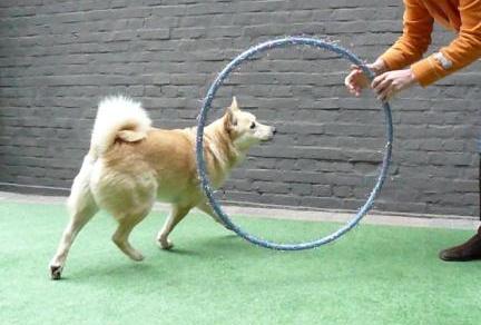 hond door hoepel