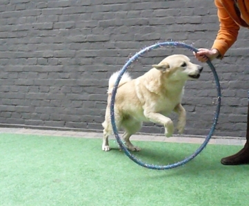 hond springen