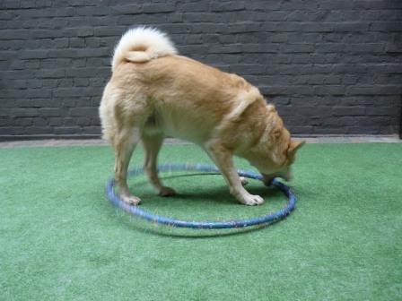 hond door hoepel