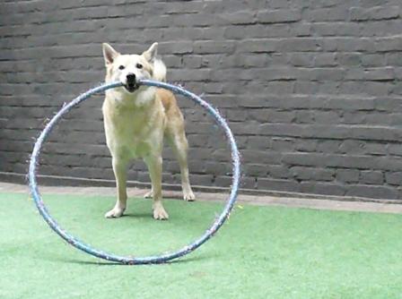 hool a hoop