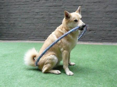 hond met hoepe