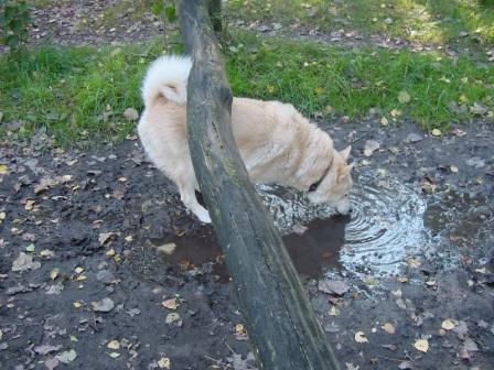 hondenspelletje buiten