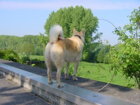 hond op muurtje