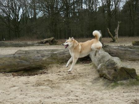 eropuit met je hond