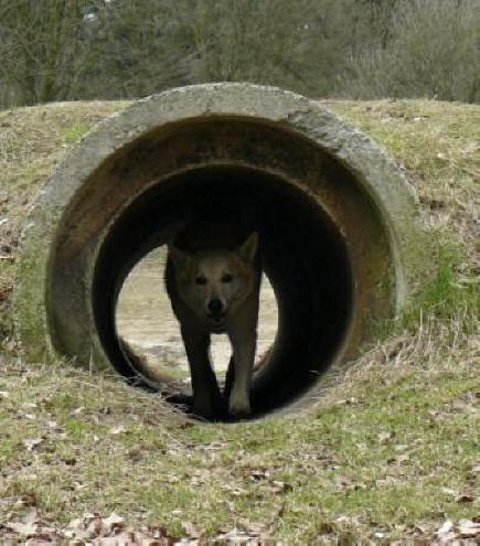 hond door tunnel