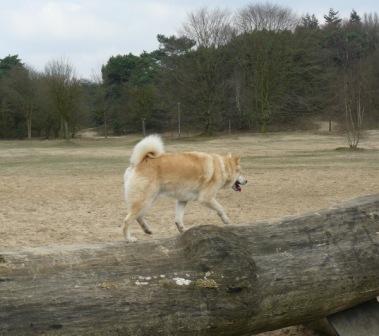 balanceren hond