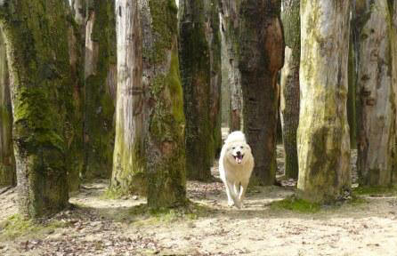 honden doolhof