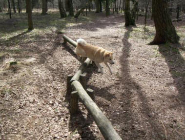 trimbaan hond