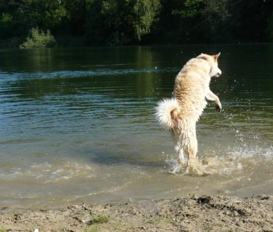 moonwalk dog