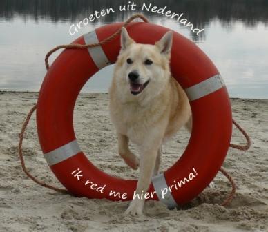 ansichtkaart groeten uit