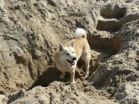 hond graven