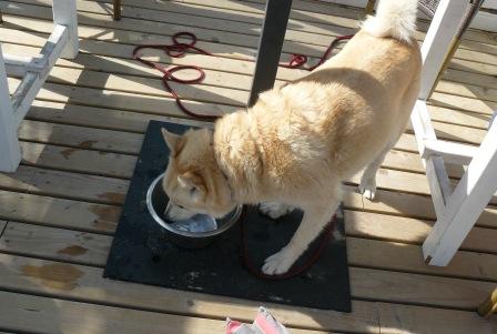 hond beachclub