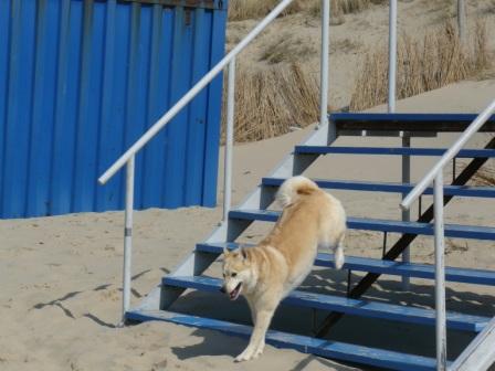 strandspelletjes hond