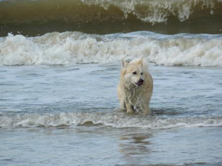 hond en zout water