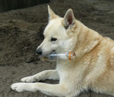buitenspelletje hond