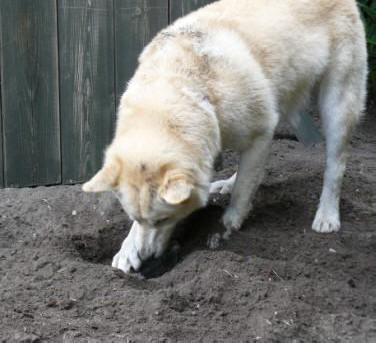 hond graven
