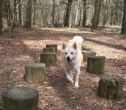 hondenspelletjes