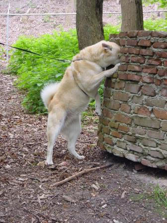 zoekspelletje hond